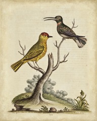 Edwards Bird Pairs IV