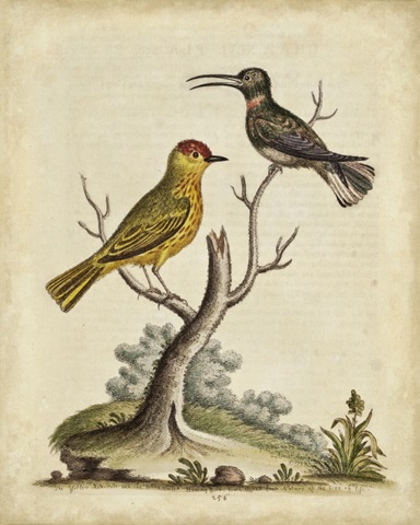 Edwards Bird Pairs IV