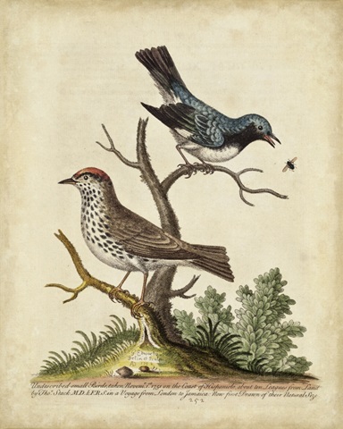 Edwards Bird Pairs V