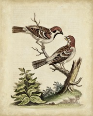 Edwards Bird Pairs VI