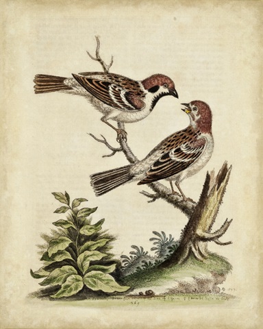 Edwards Bird Pairs VI