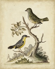 Edwards Bird Pairs VII