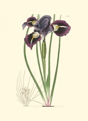 Elegant Iris II