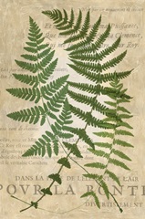 Fern Folio I