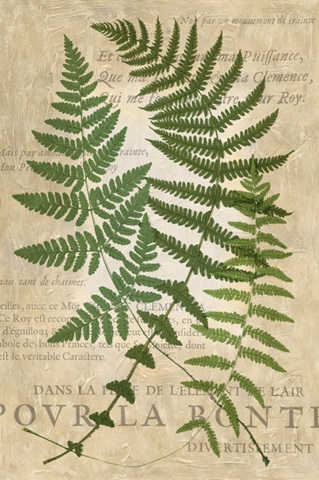 Fern Folio I