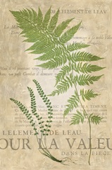 Fern Folio II