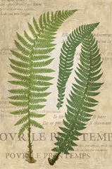Fern Folio III