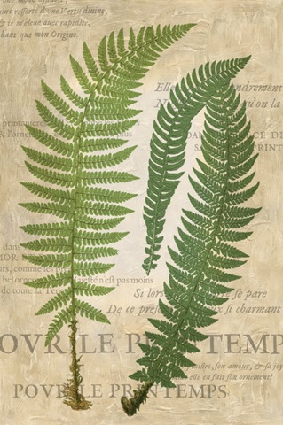 Fern Folio III