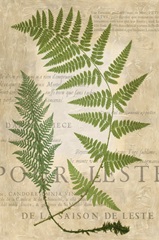 Fern Folio IV