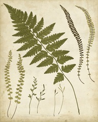 Fern Portfolio II
