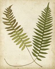 Fern Portfolio III