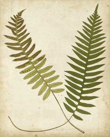 Fern Portfolio III