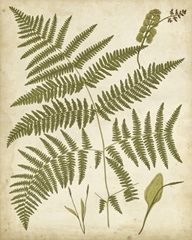 Fern Portfolio IV