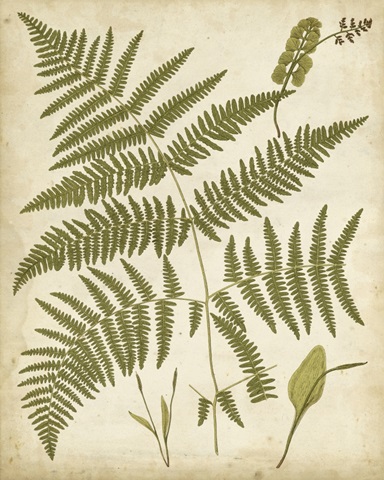 Fern Portfolio IV