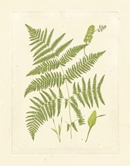 Ferns with Platemark I