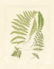 Ferns with Platemark II