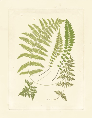 Ferns with Platemark II