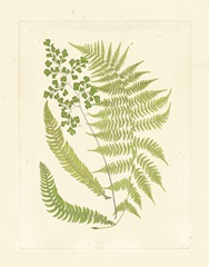 Ferns with Platemark III