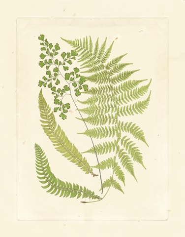 Ferns with Platemark III