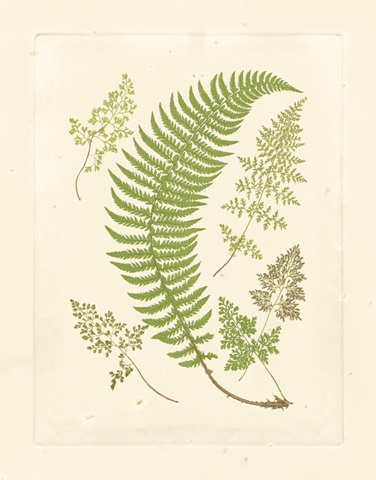 Ferns with Platemark IV