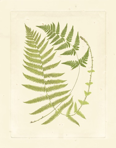 Ferns with Platemark V