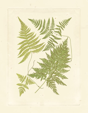 Ferns with Platemark VI