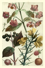 Fruits and Foliage I