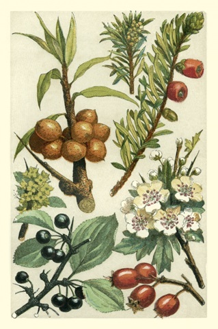 Fruits and Foliage III