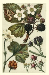 Fruits and Foliage VI