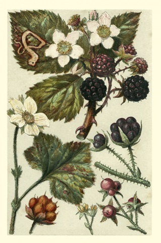 Fruits and Foliage VI