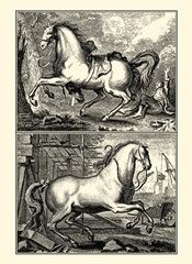 Galloping Horses I