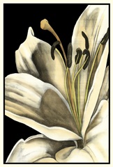 Graphic Lily III