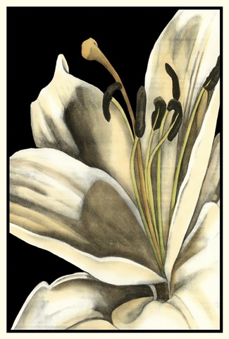 Graphic Lily III