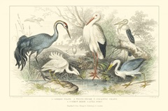 Herons, Egrets and Cranes