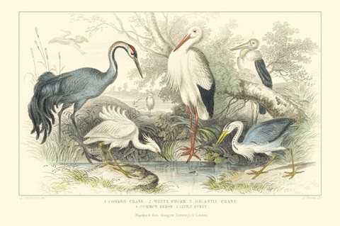 Herons, Egrets and Cranes