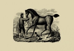 Horse and Horsemen VI