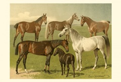 Horse Breeds I