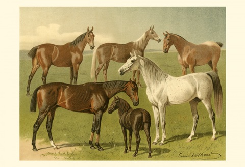 Horse Breeds I
