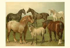 Horse Breeds II