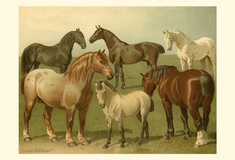 Horse Breeds II