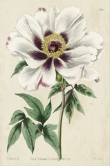 Imperial Floral II