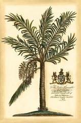 British Colonial Palm II