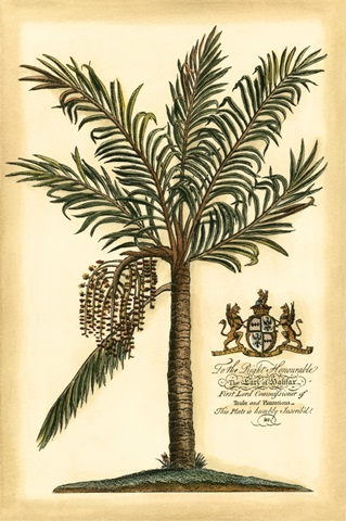 British Colonial Palm II