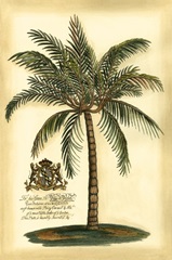 British Colonial Palm III