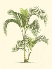 Coastal Palm IV