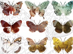 Layered Butterflies II