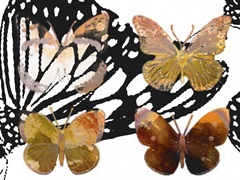 Layered Butterflies III