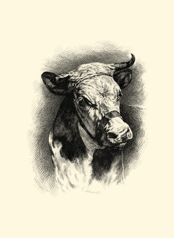 Antique Cattle I