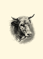 Antique Cattle II