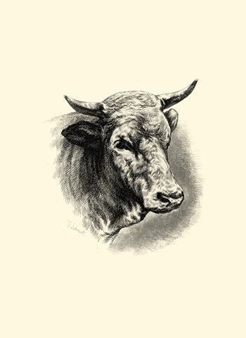 Antique Cattle II